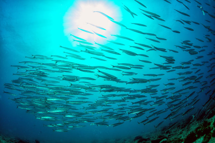 Fuente de omega 3