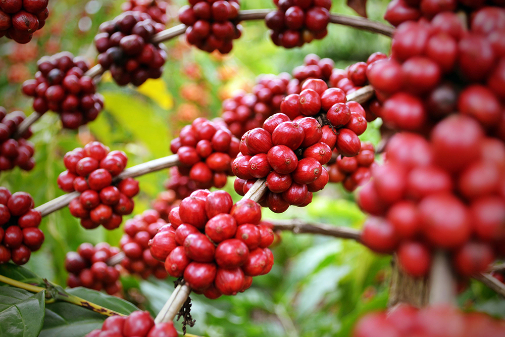 Schisandra ingrediente activo puro omega 3