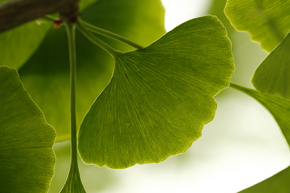 Puro Omega Ginkgo Complex