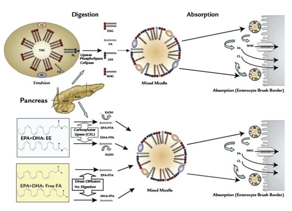 Proceso de digestión y absorción de Omega-3 en la mucosa del intestino delgado