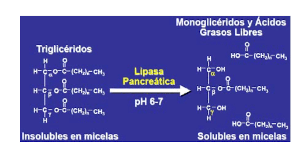 triacilglicéridos y éteres etílicos en los Omega-3