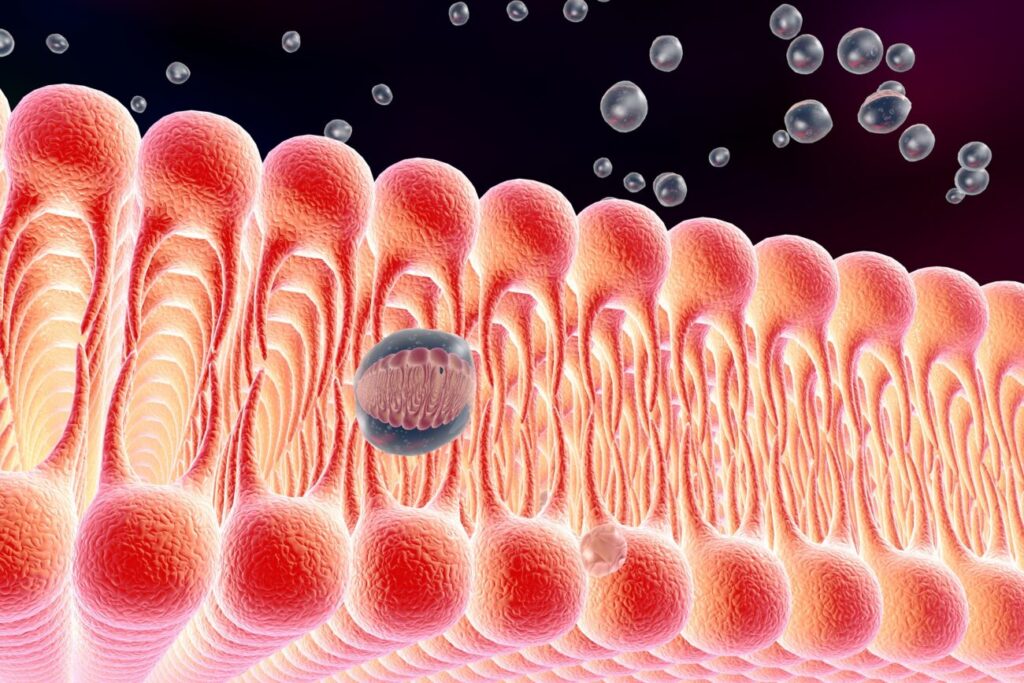 Impacto del Omega-3 en la Membrana Plasmática