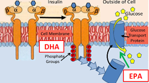 Omega-3 en la Membrana Plasmática
