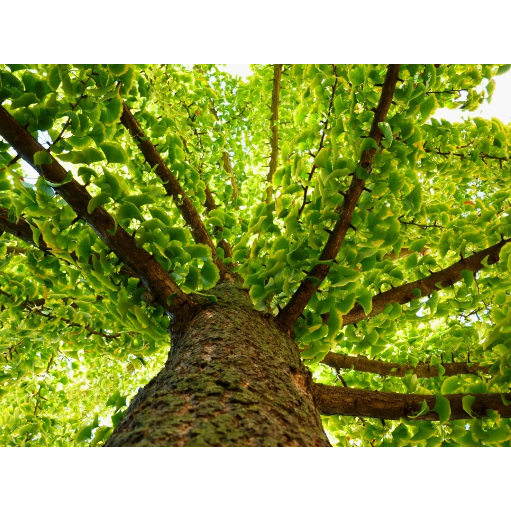 ¿Cómo tomar Ginkgo biloba para potenciar su efectividad?